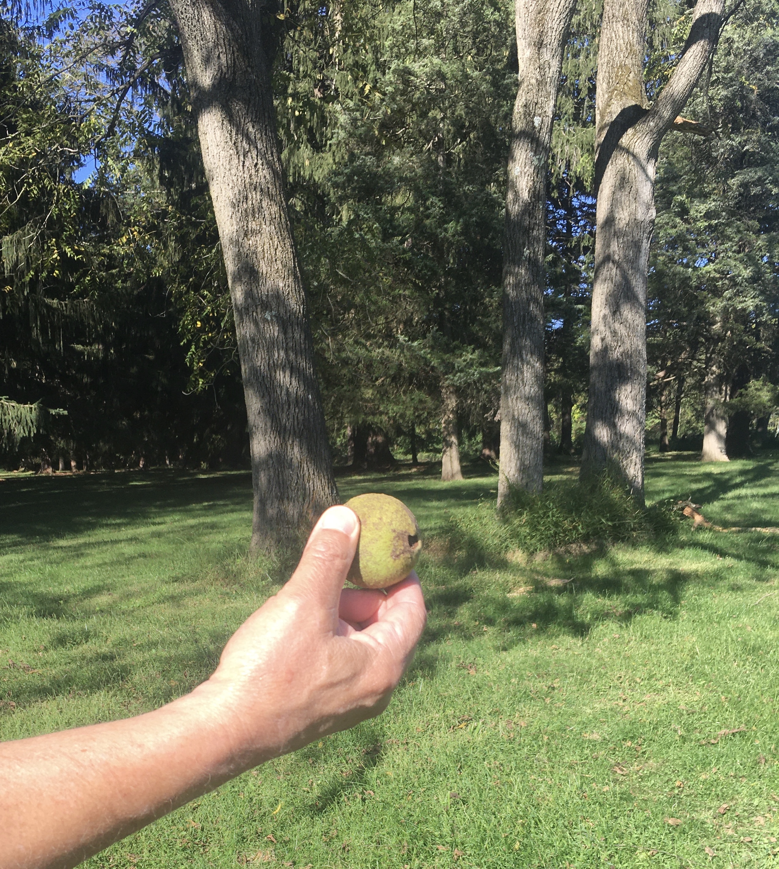 Black Walnut Nut