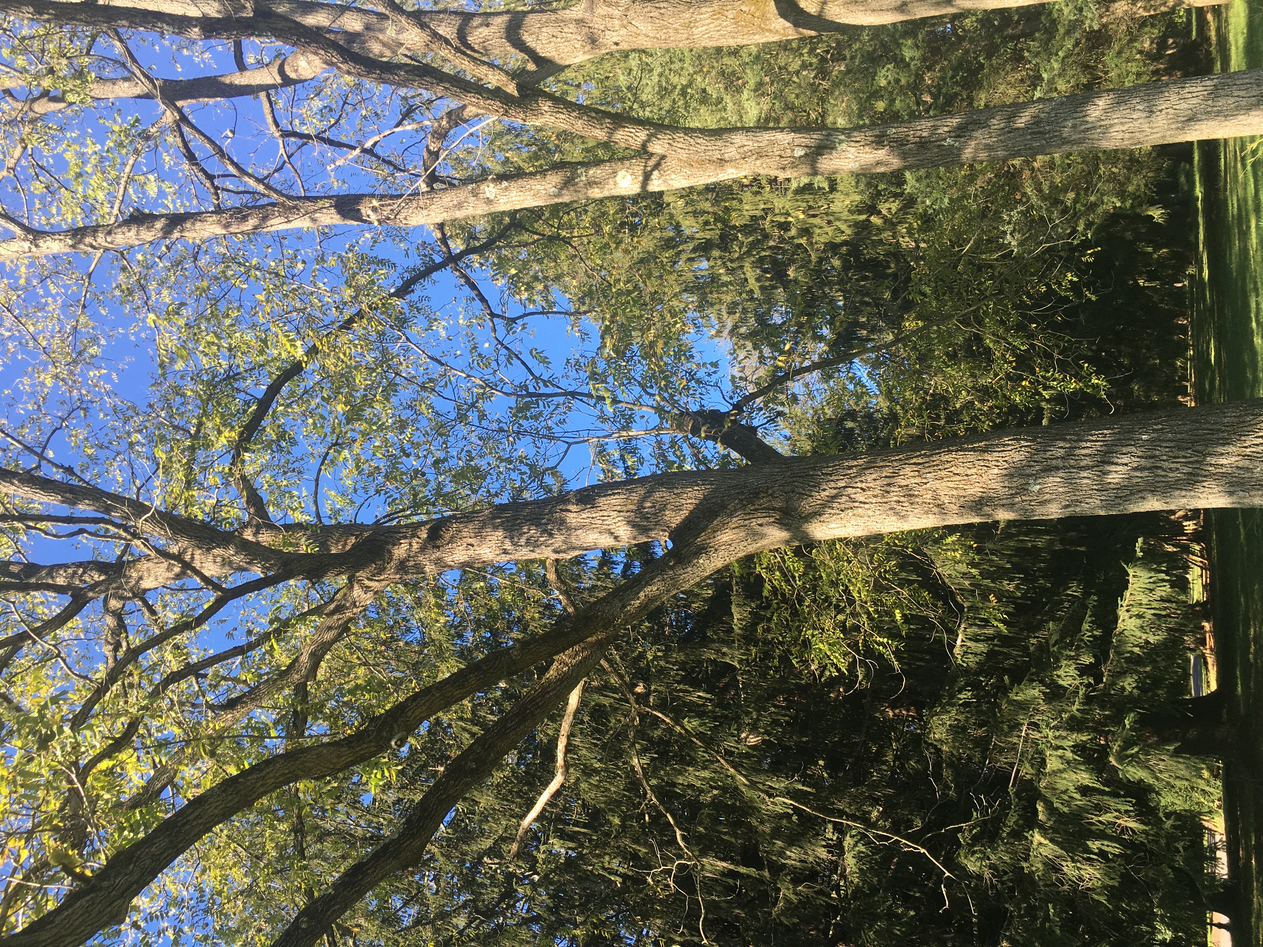 Black Walnut Tree