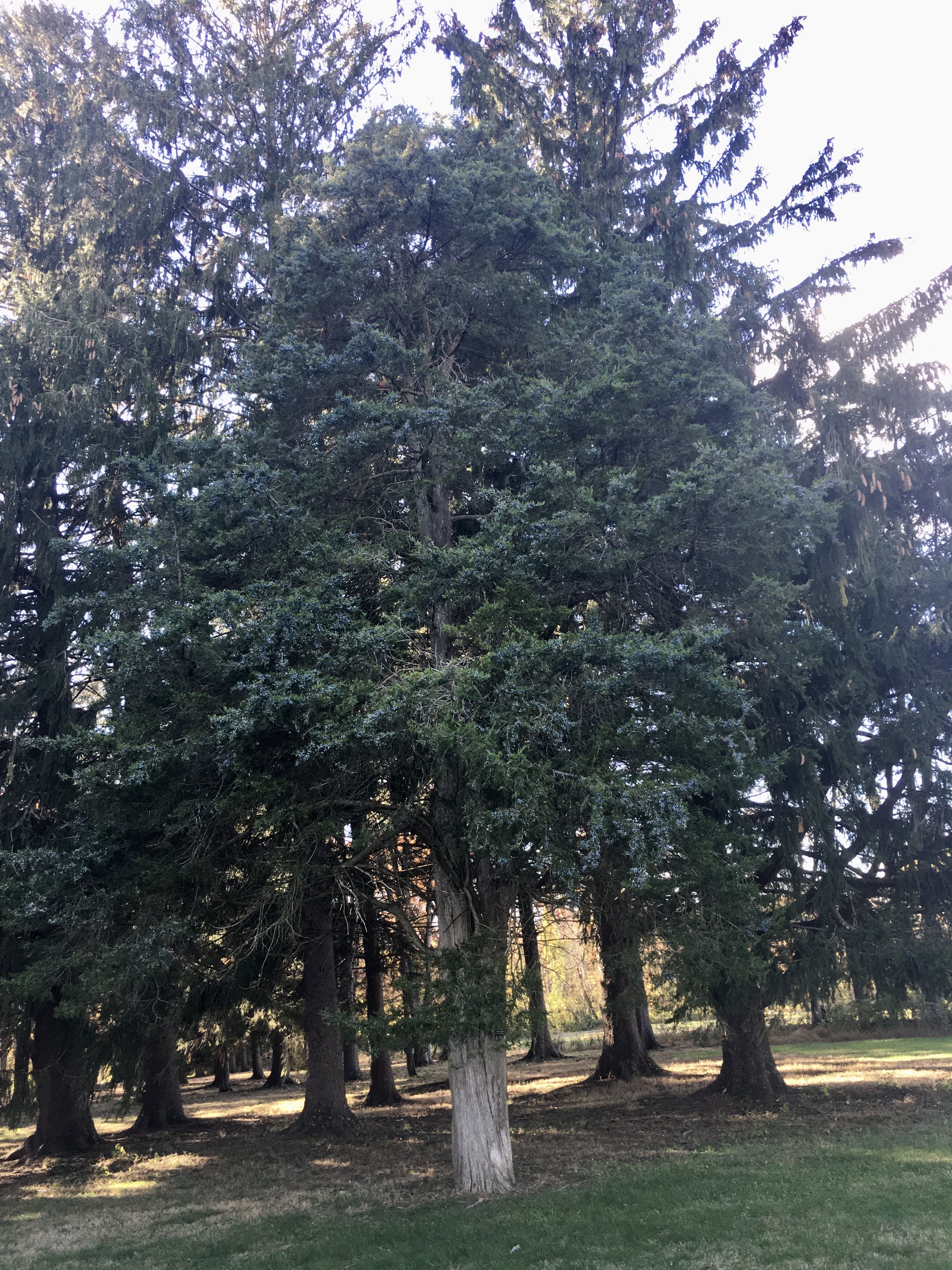 Eastern Red Cedar