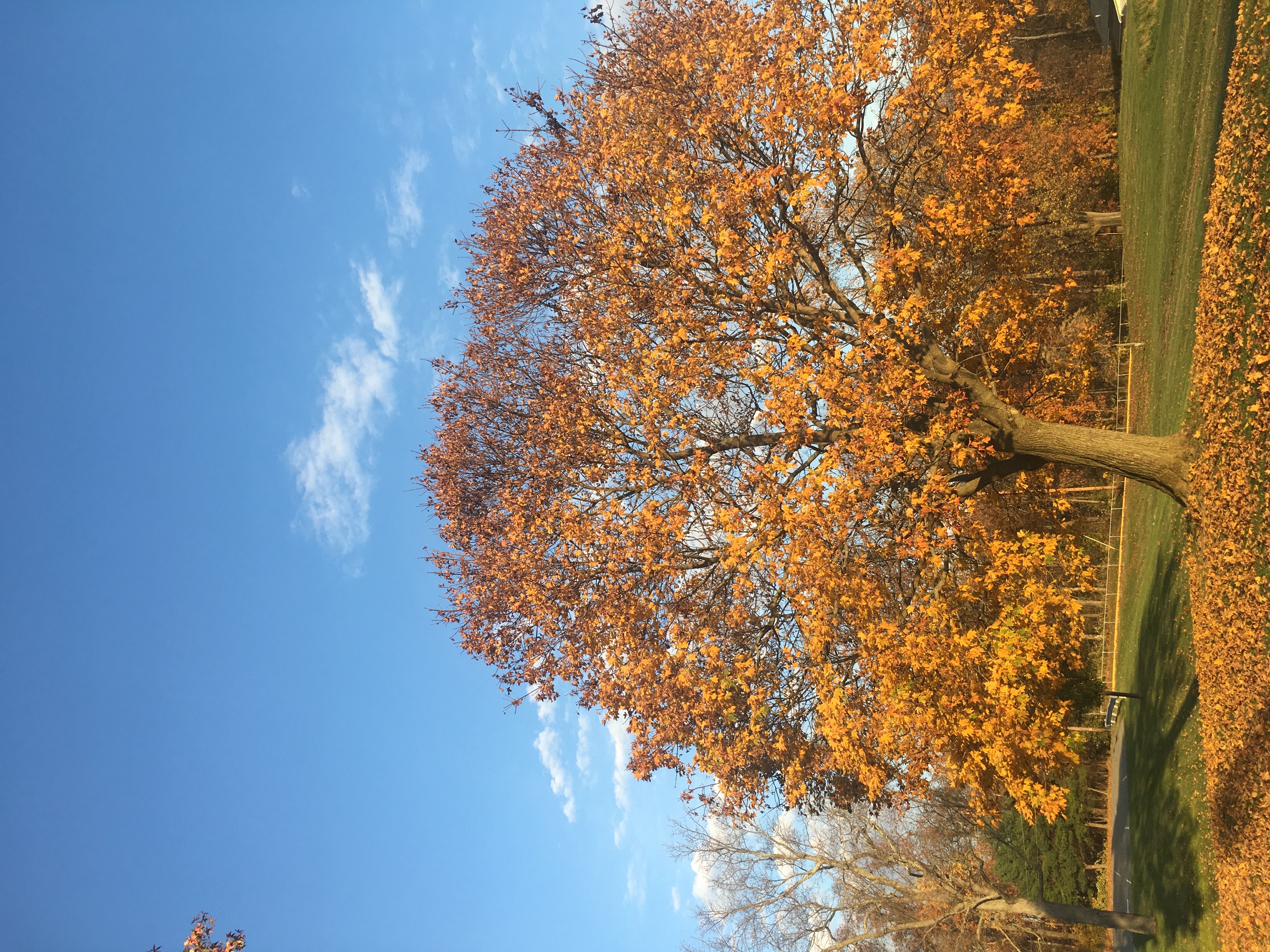 Norway Maple Fall