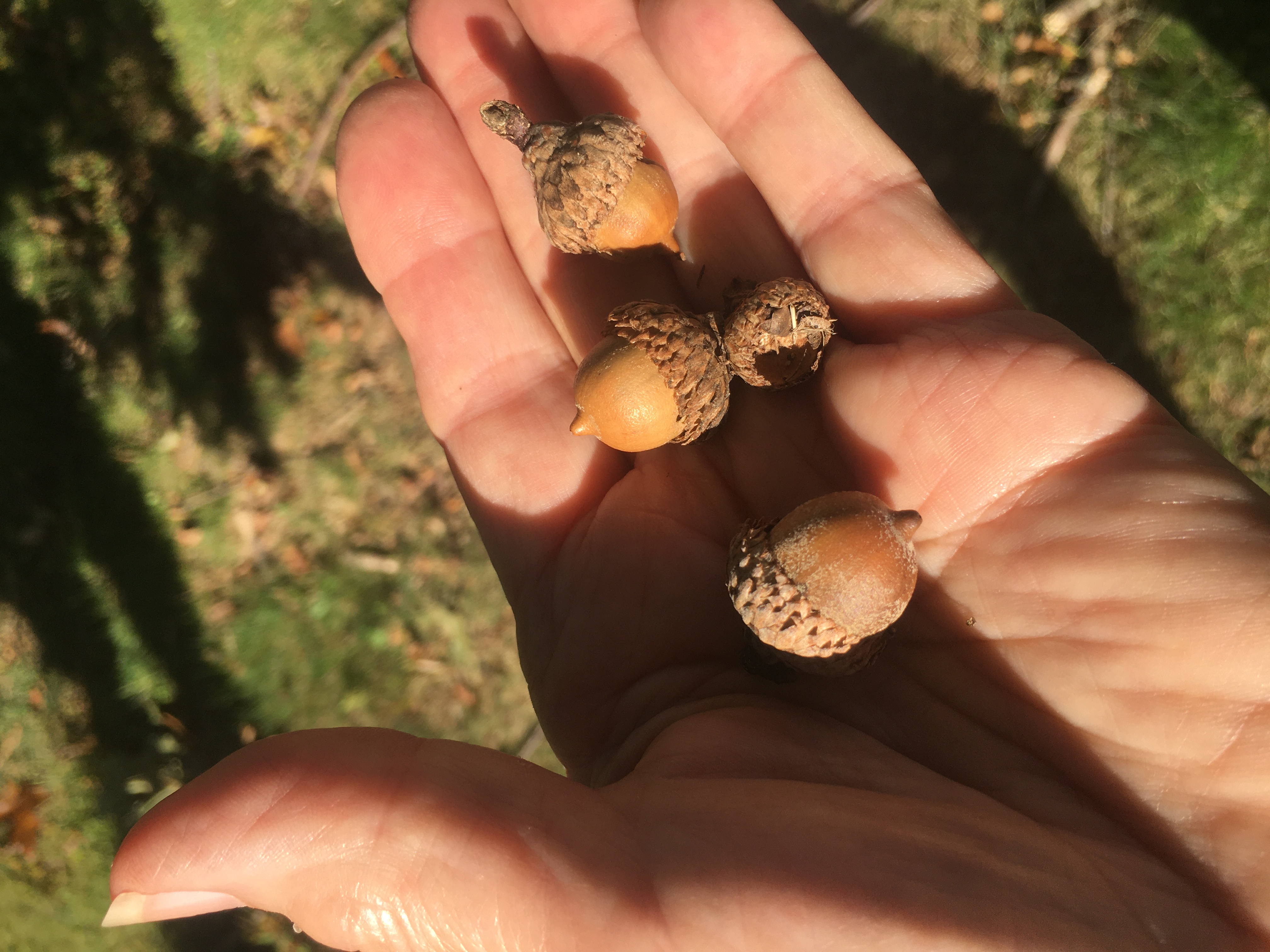 Red Oak Acorns