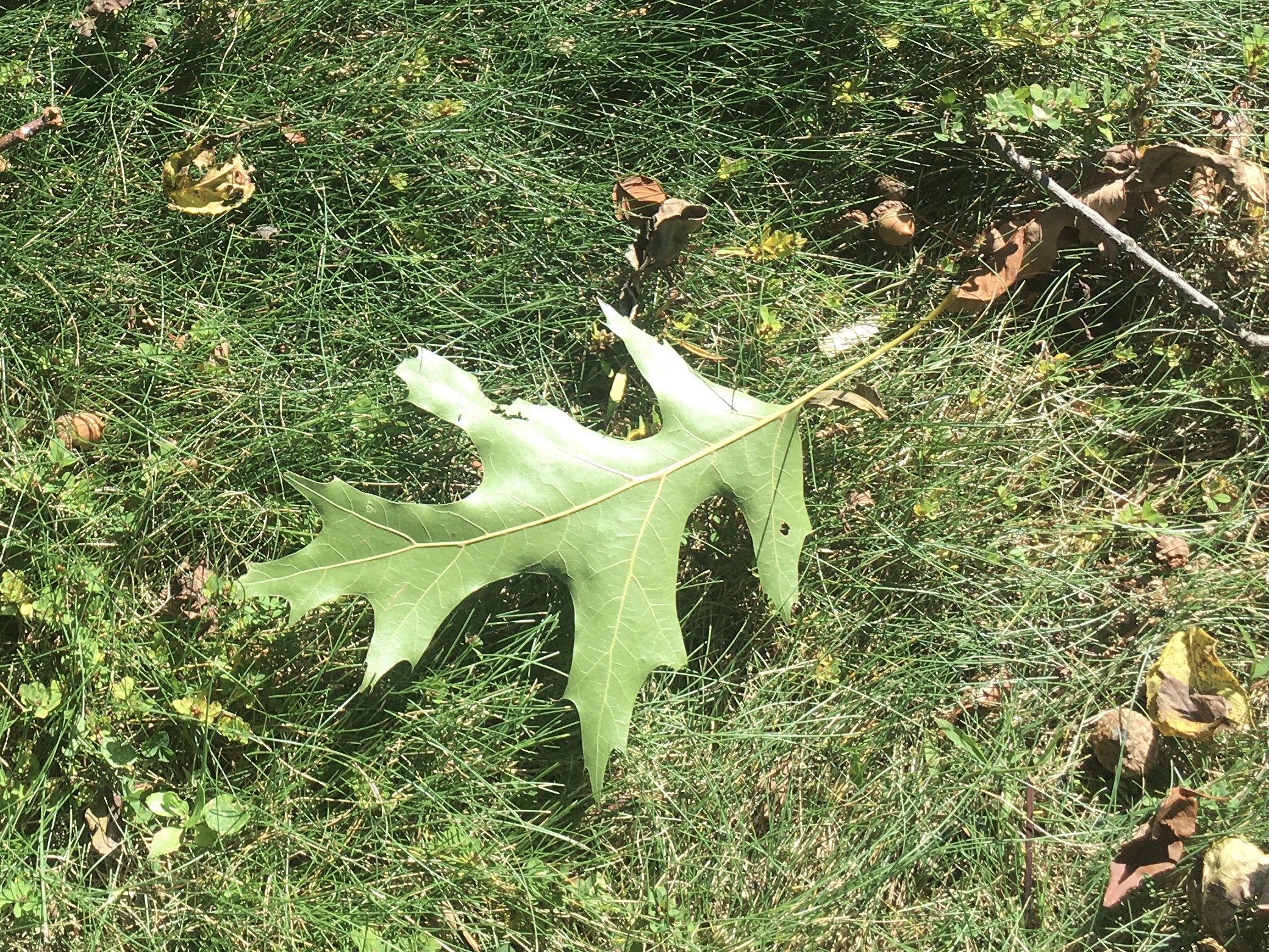 Red Oak Leaf