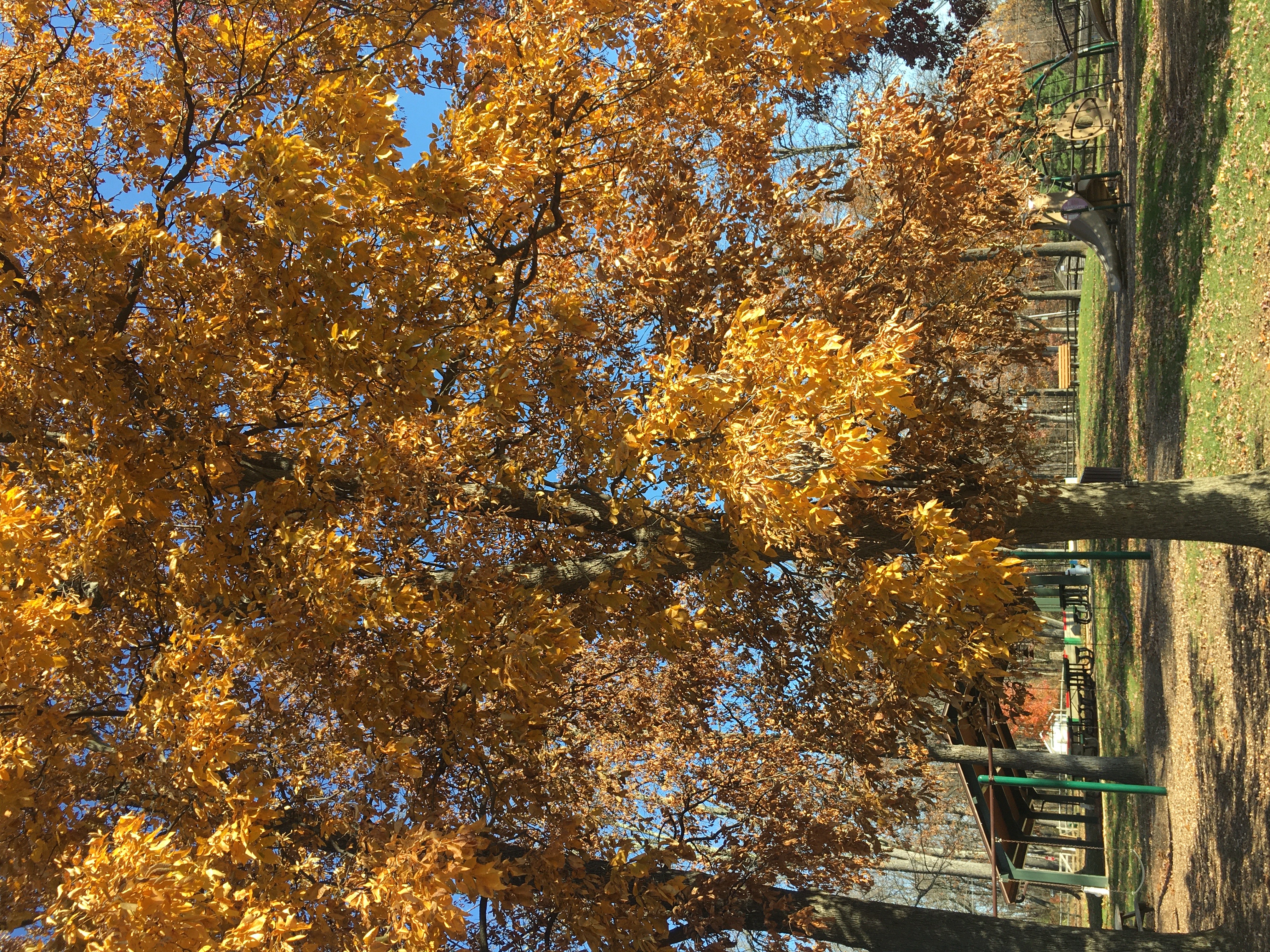 Red Pignut Hickory Fall