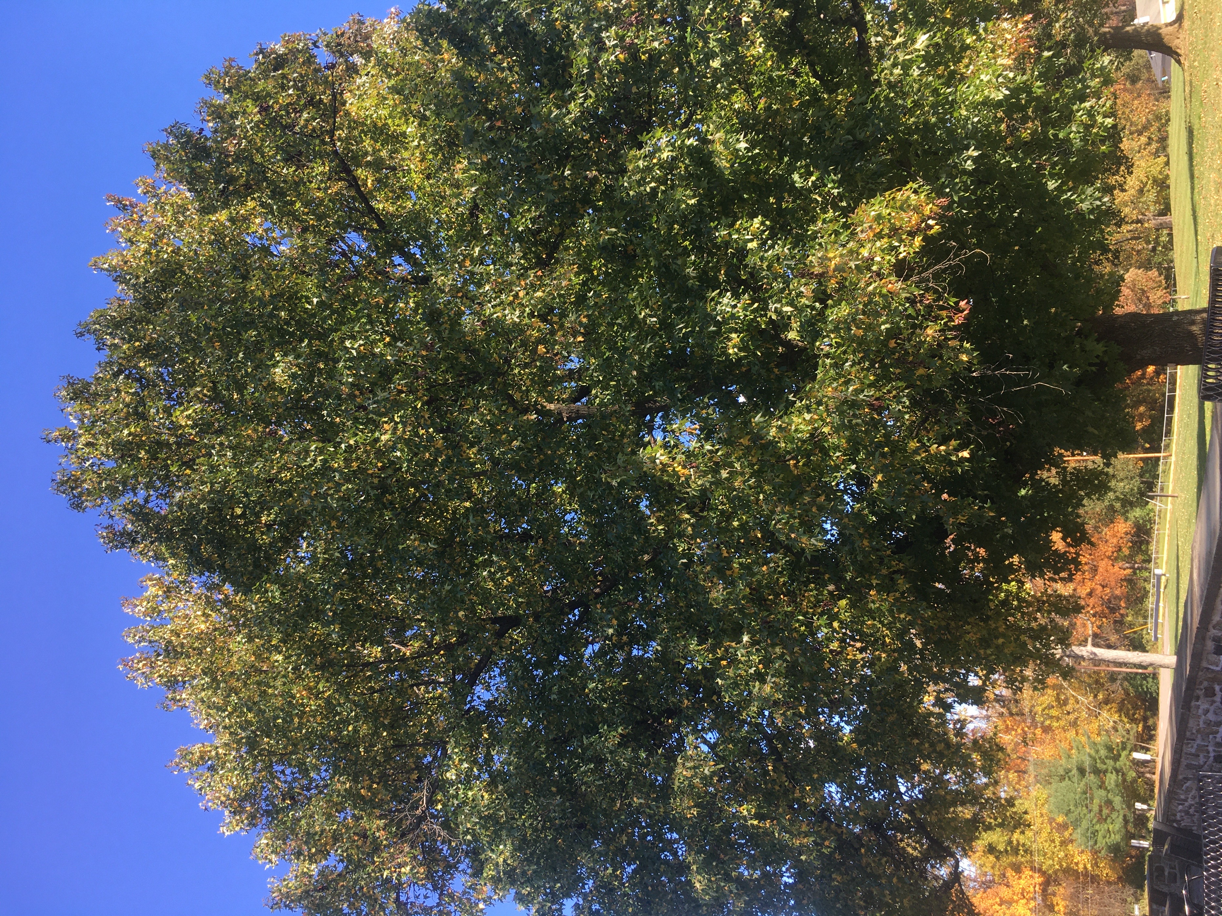 Sweetgum Summer