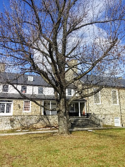 Sweetgum