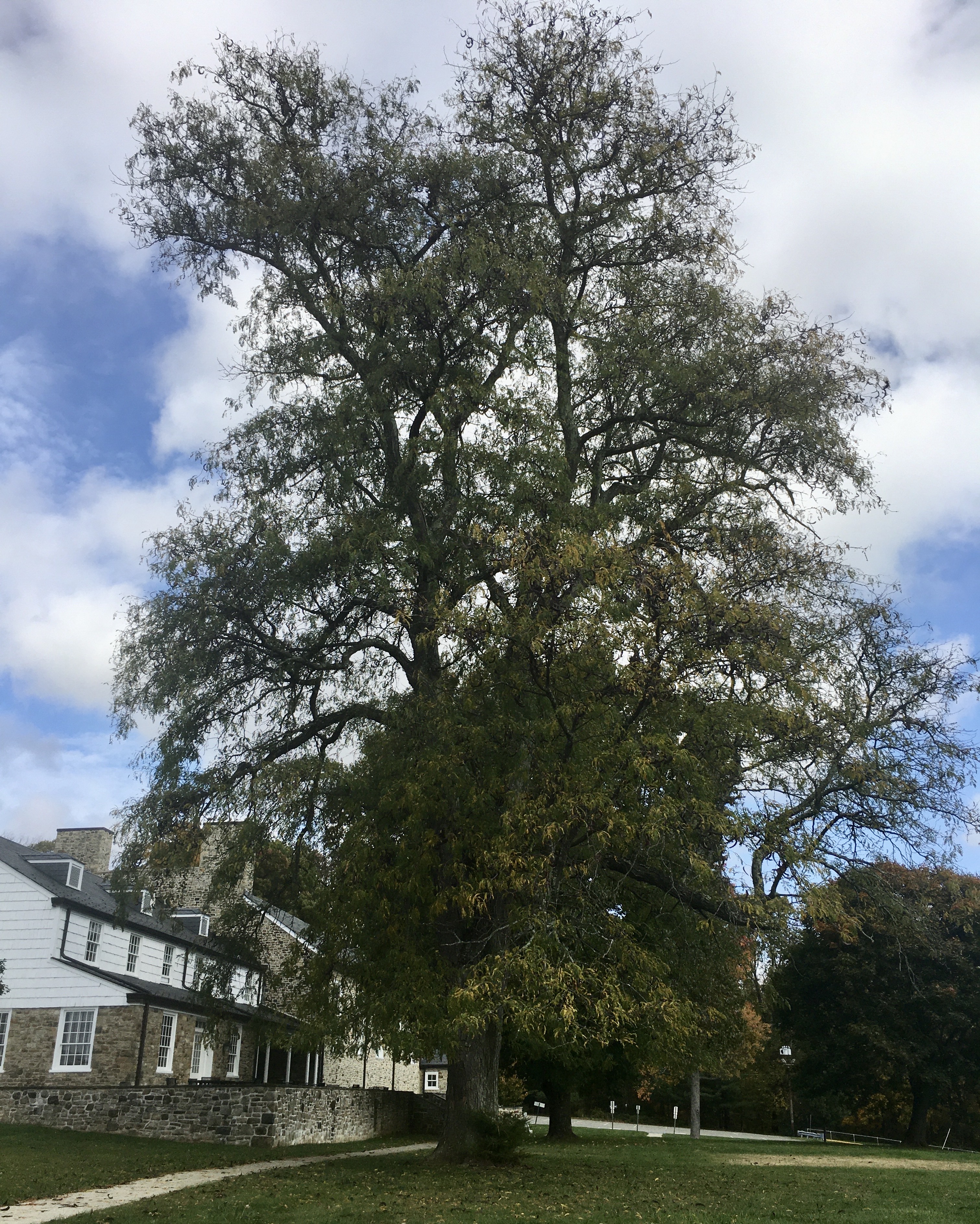 Thornless Honey Locust Summer