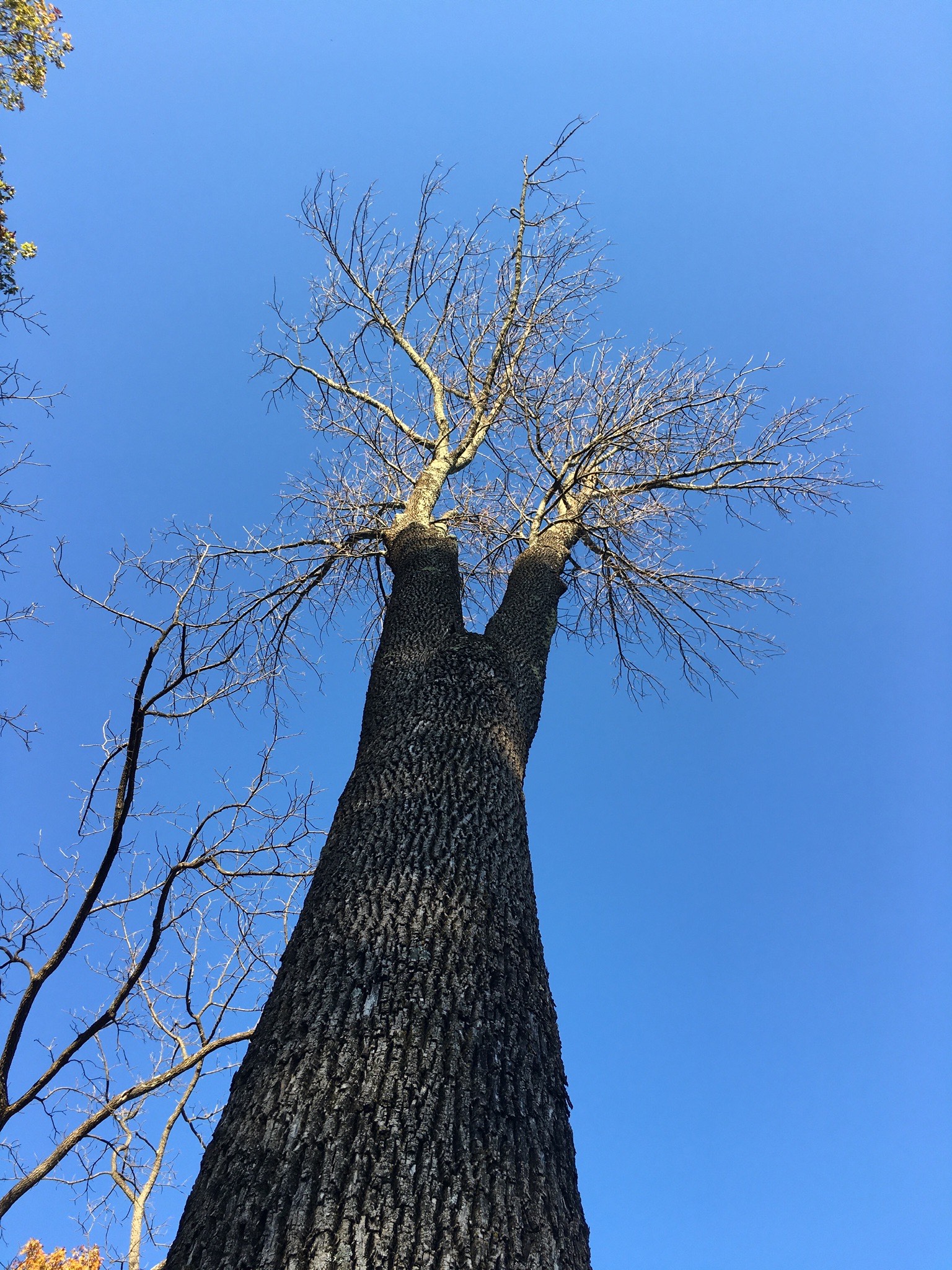 White Ash Winter